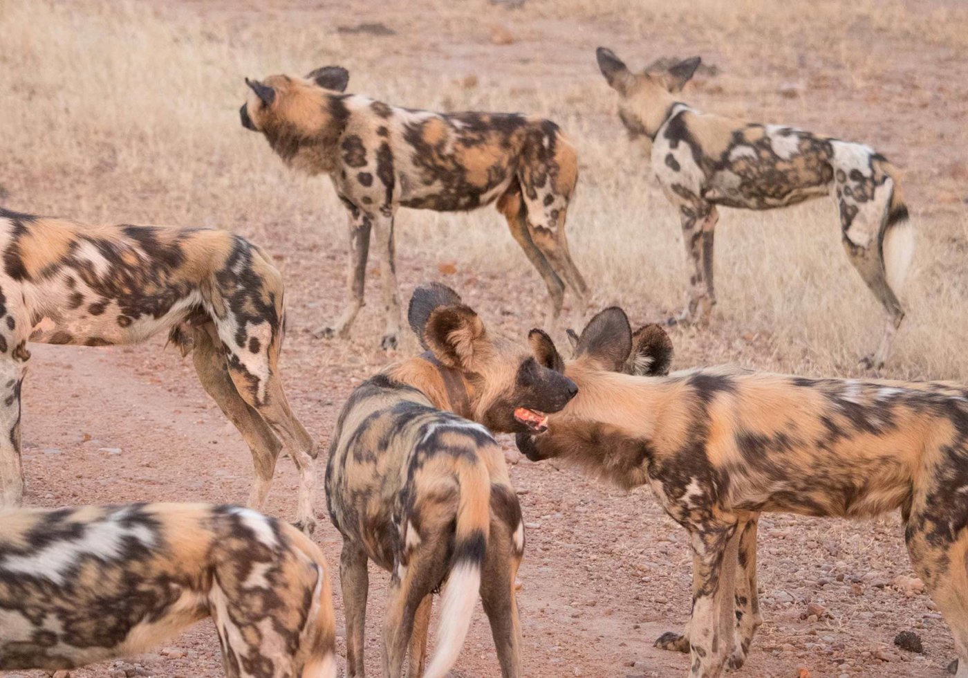 Meute de chiens sauvages se reposant dans l'herbe sèche près de Croc Valley Camp