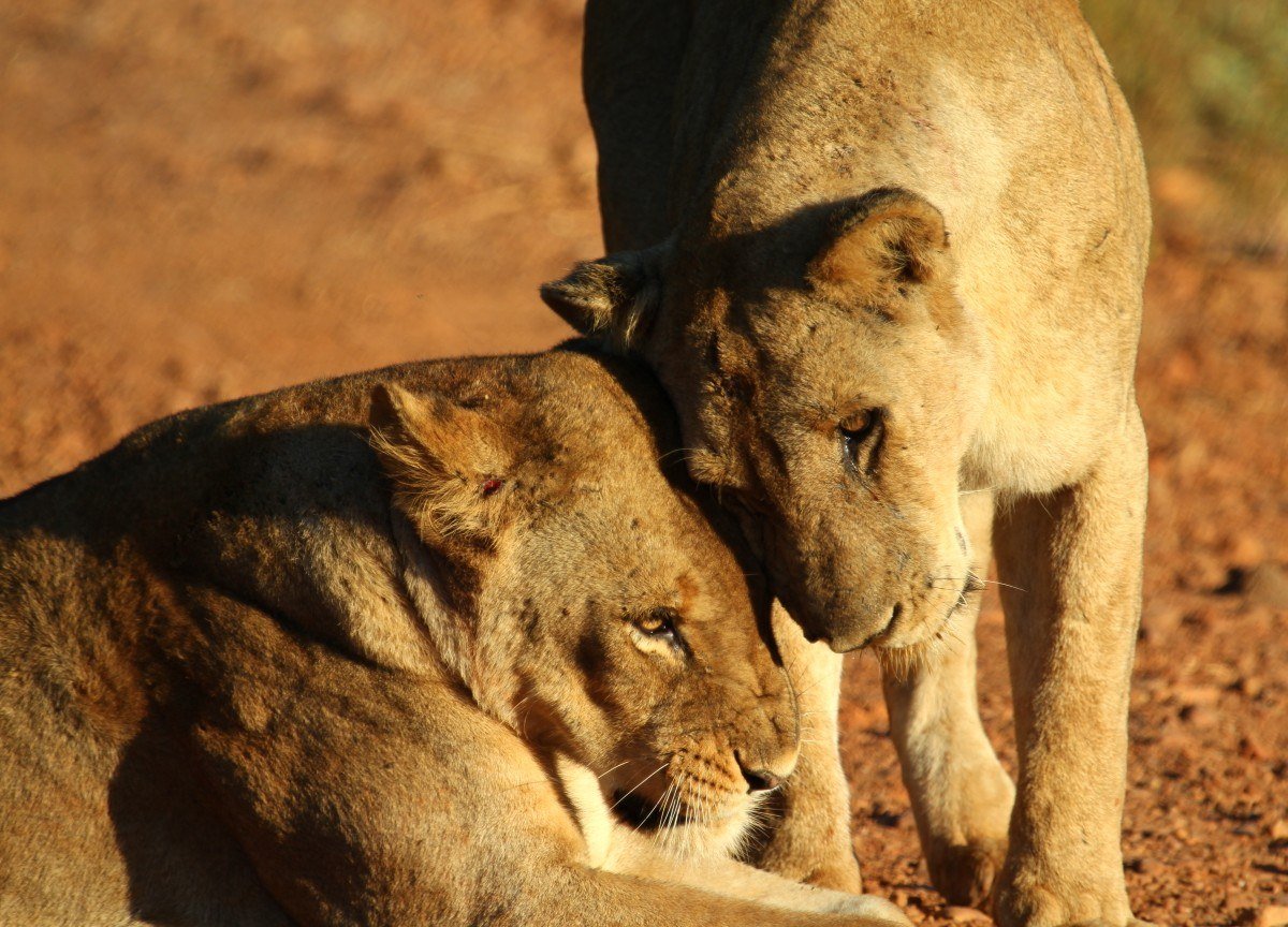 Deux lionnes se frottant le museau à la lumière de fin d'après-midi près de Croc Valley Camp