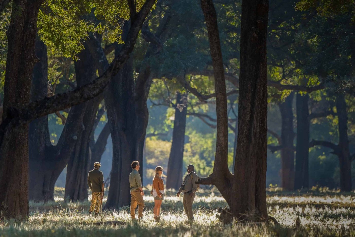 Un guide et des clients font une pause parmi de grands ébéniers lors d'une marche près de Mchenja