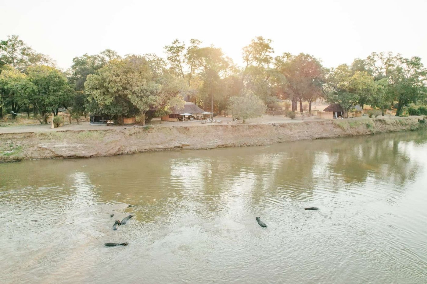 Des hippopotames remontent à la surface de la rivière au-dessous des bâtiments du camp chez Mchenja