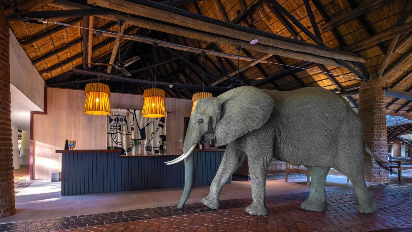 Éléphant sauvage marchant devant le bar d'accueil sous le chaume à Mfuwe Lodge en South Luangwa