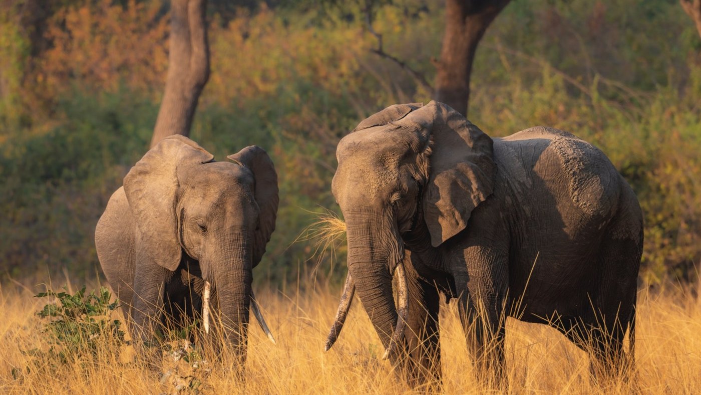 Deux éléphants dans l'herbe dorée près du camp Nkonzi