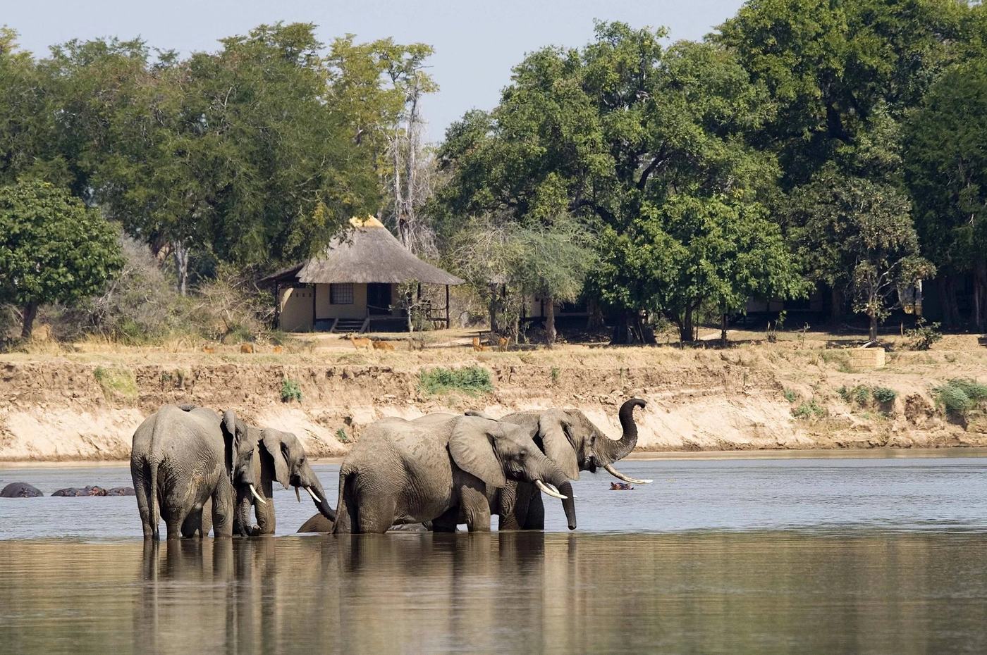 Des hippopotames paissent près des rondavelles en chaume de Nsefu Camp