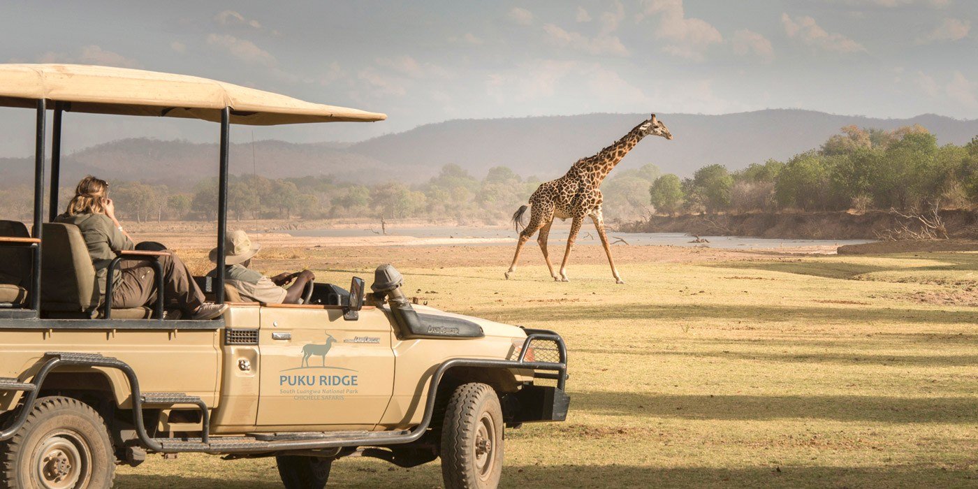 Véhicule de safari observant une girafe traverser la plaine à Puku Ridge