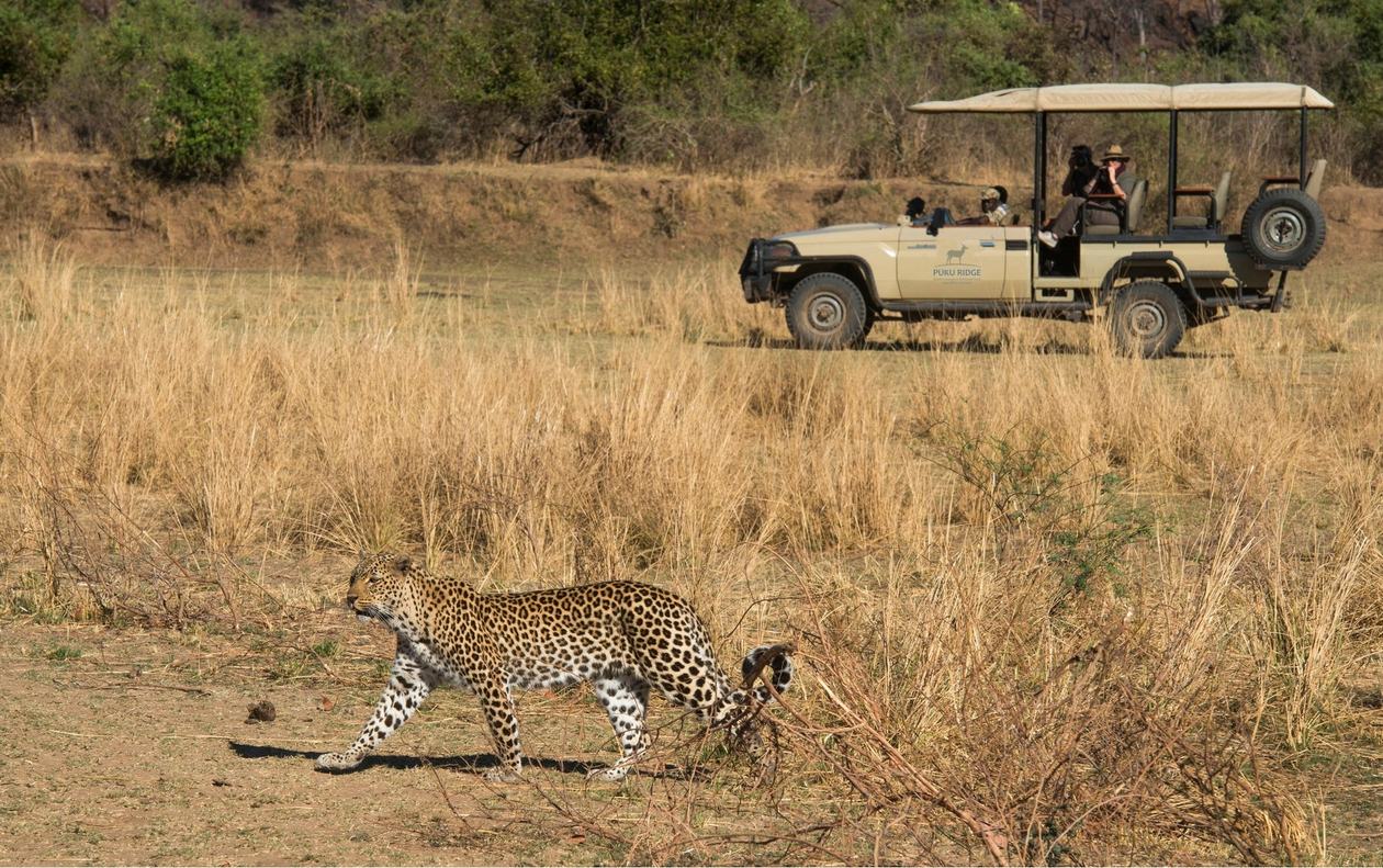 Léopard passant près du véhicule de safari dans l'herbe dorée à Puku Ridge
