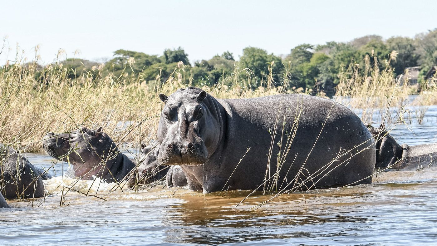 Un hippopotame traverse les roseaux de la rivière près de Shawa Luangwa Camp