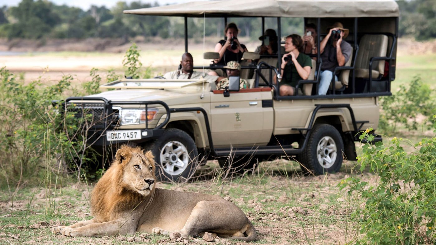Des clients photographient un lion se reposant près du véhicule à Shawa Luangwa Camp