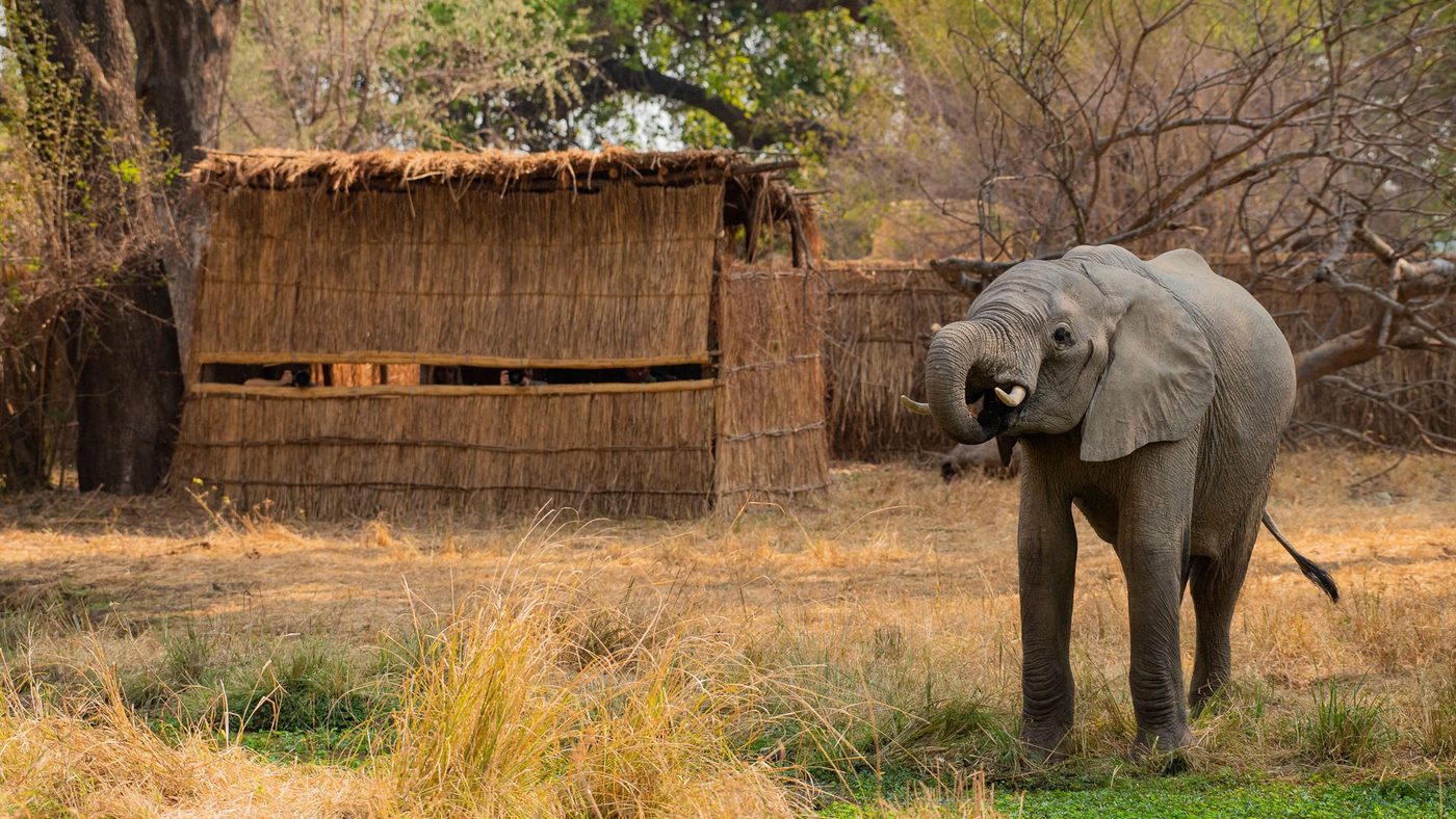 Un éléphant boit à côté de l'affût à parois de roseaux à Tafika Camp, South Luangwa