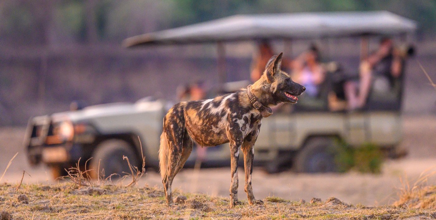 Un chien sauvage s'arrête près d'un véhicule de safari lors d'un safari en 4x4 à Tafika Camp