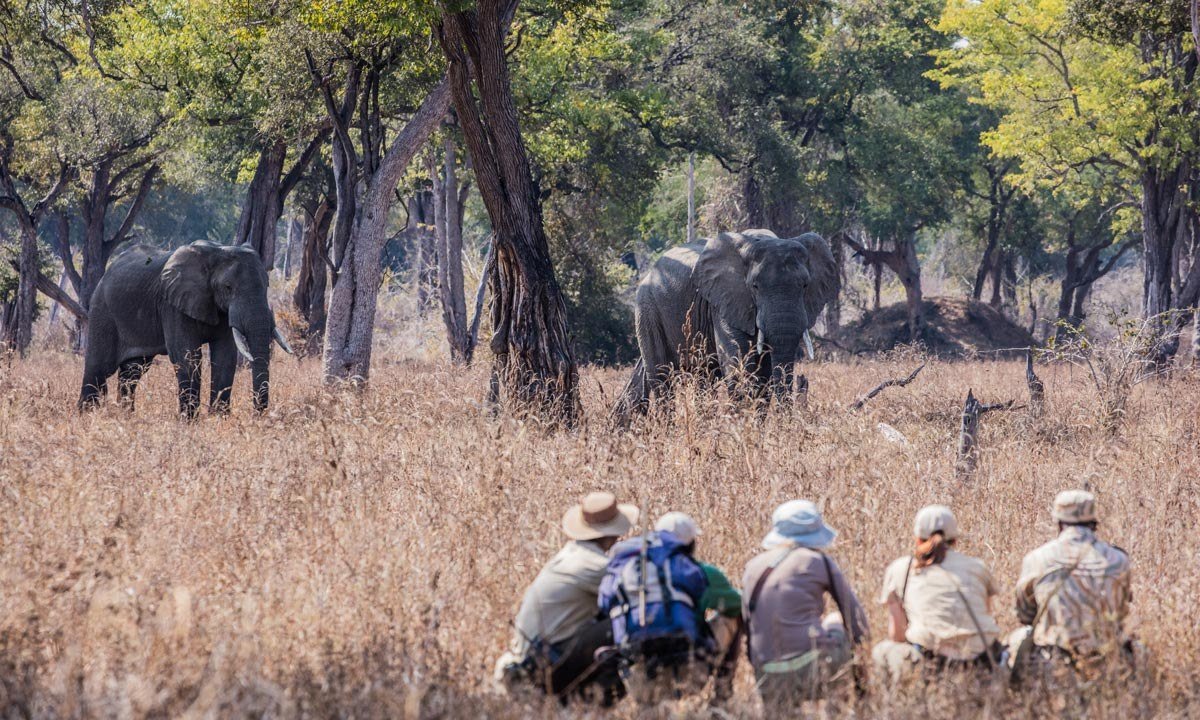 Les marcheurs se baissent pour observer deux éléphants dans les longues herbes près de Tafika Camp