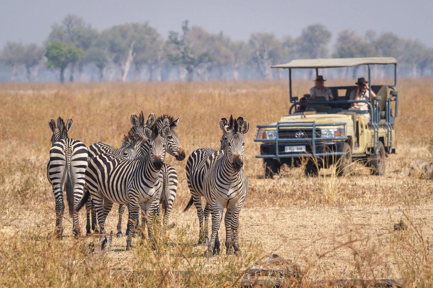 Troupeau de zèbres paissant à côté du véhicule de safari lors d'un safari en 4x4, Tena Tena