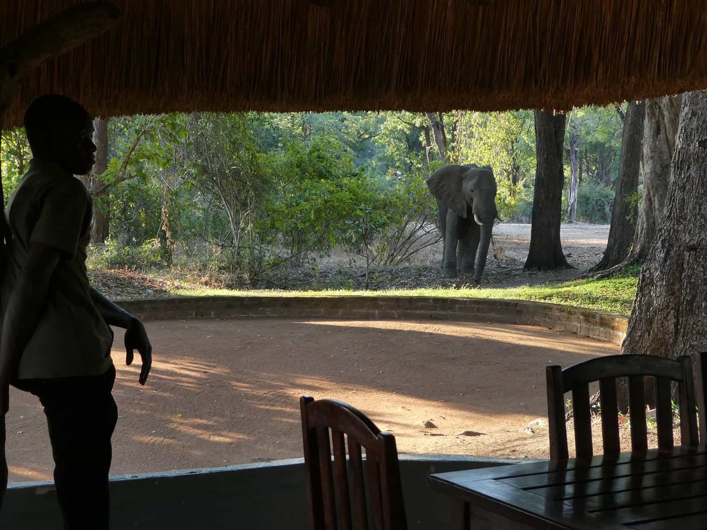 Zone de restauration couverte de chaume ouverte sur la pelouse avec un éléphant au loin, Wildlife Camp, South Luangwa