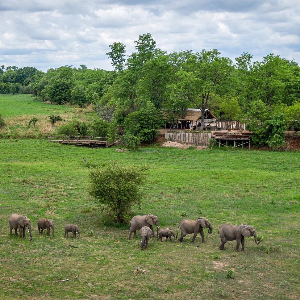 Une famille d'éléphants paît devant les bâtiments du camp en chaume à Zungulila Bushcamp, South Luangwa