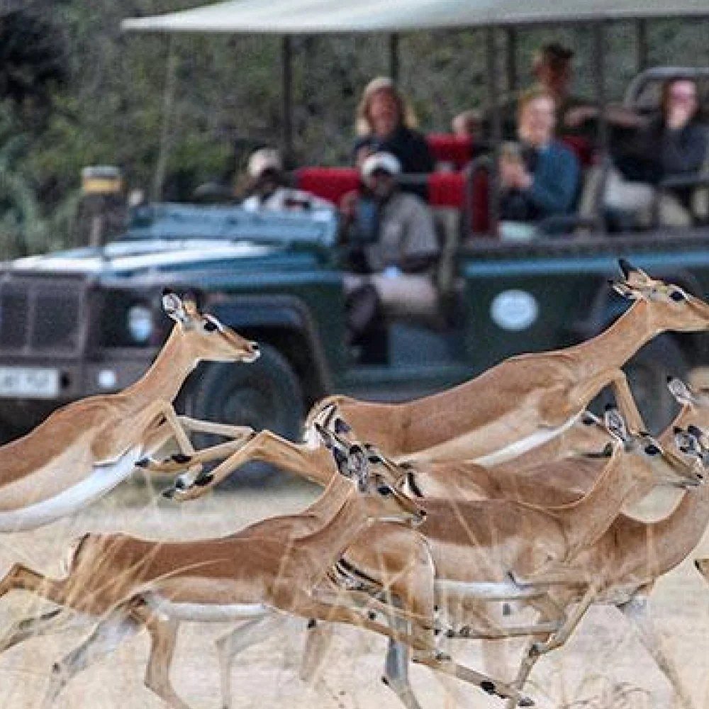 Des impalas surgissent devant un véhicule de safari lors d'un safari en 4x4 à Zungulila Bushcamp